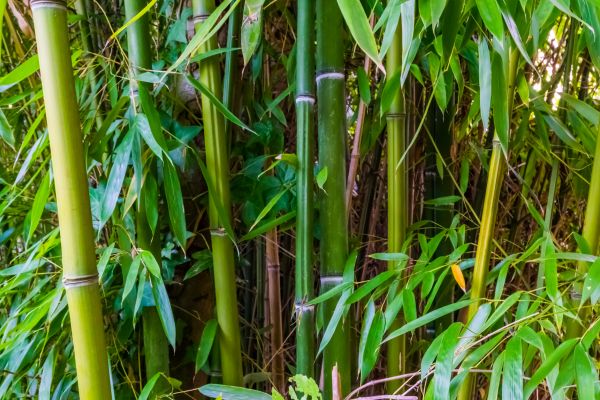 Bamboo Trimming in Salisbury