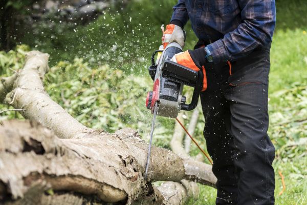 Branch Removal Service in Salisbury