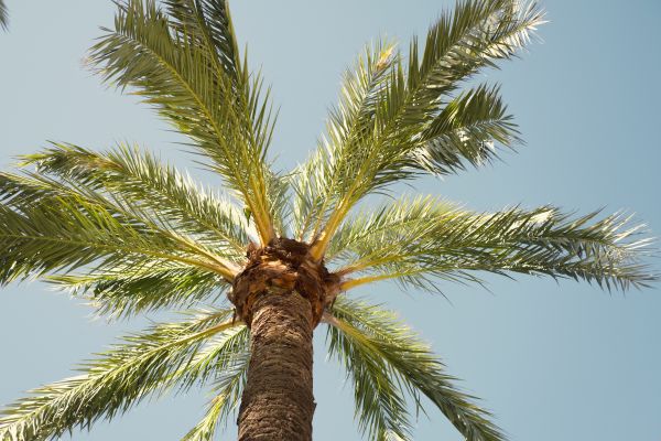 Palm Tree Pruning in Salisbury
