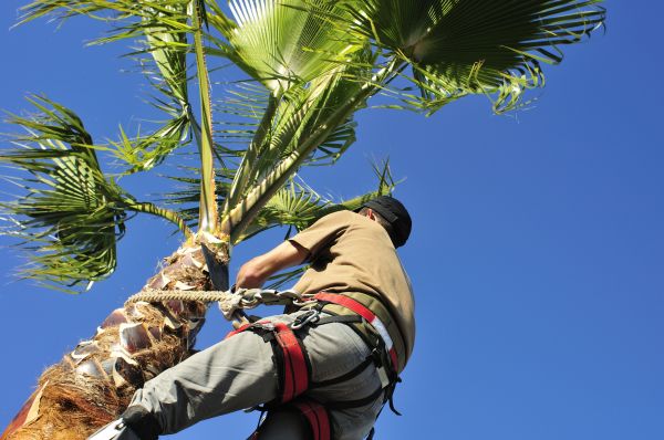 Palm Tree Trimming in Salisbury