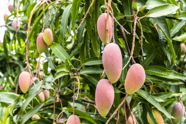 Mango Tree Trimming in Salisbury