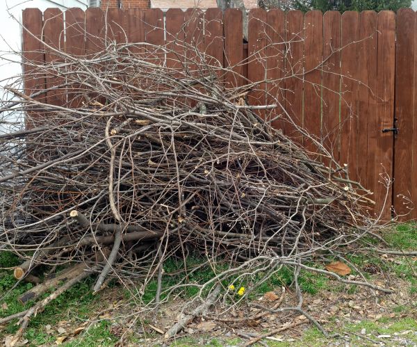 Dead Branch Removal in Salisbury