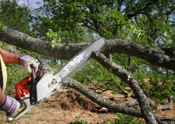 Tree Branch Cutting in Salisbury