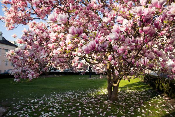 Ornamental Tree Pruning in Salisbury