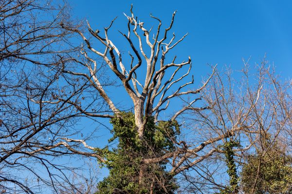 Deadwood Removal in Salisbury