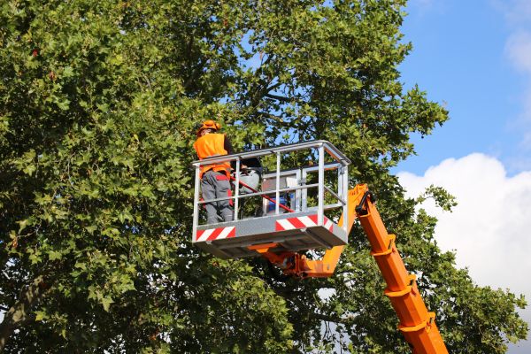 Cost of Commercial Tree Service in Salisbury