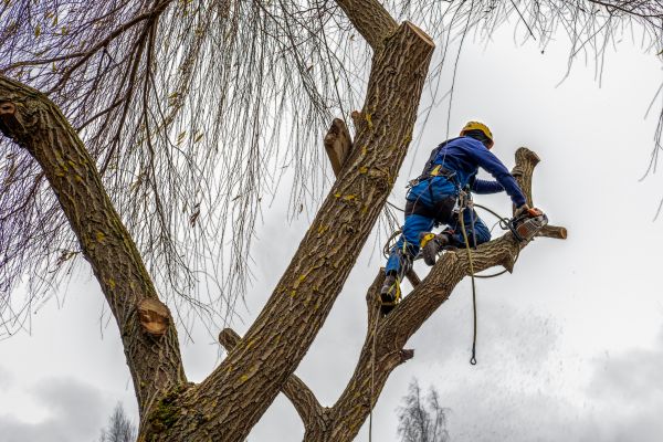 Tree Maintenance Service in Salisbury