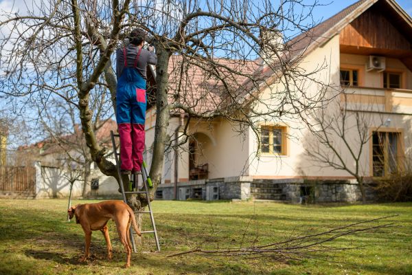 Residential Tree Trimming in Salisbury