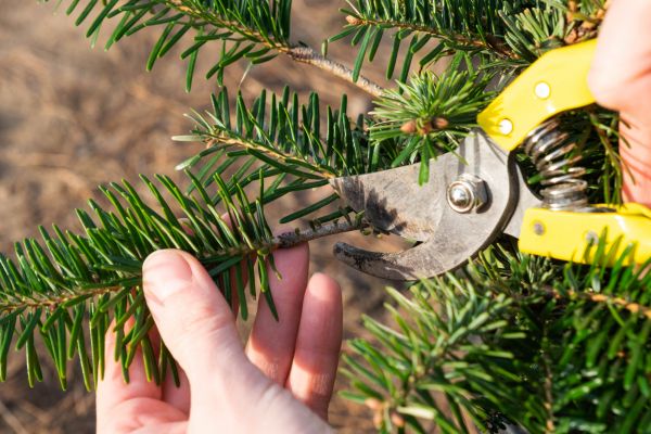 Pine Tree Pruning in Salisbury