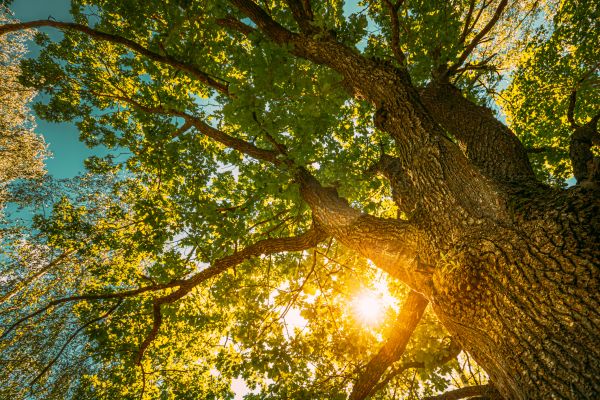 Oak Tree Pruning in Salisbury