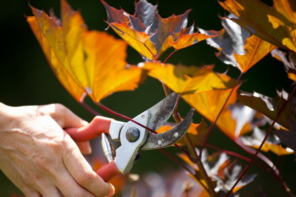 Maple Tree Pruning in Salisbury