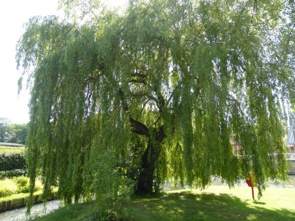 Willow Tree Trimming in Salisbury