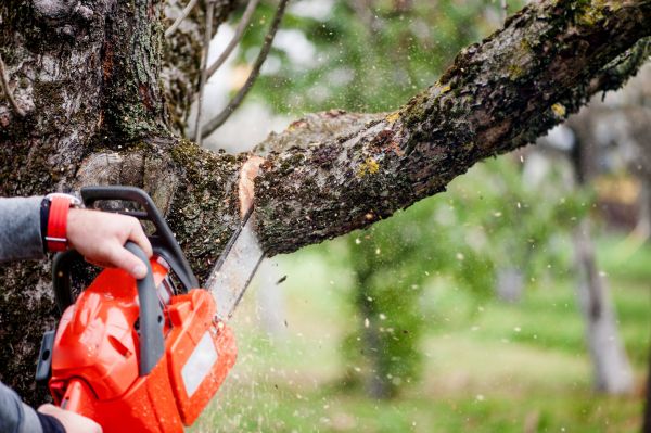 Tree Limbs Removal in Salisbury