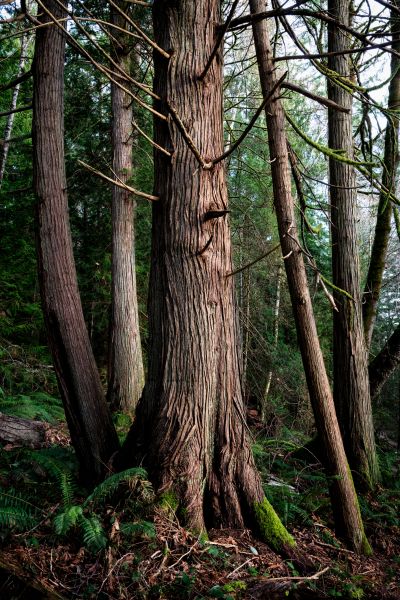 Cedar Tree Trimming in Salisbury