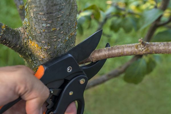Tree Limb Cutting in Salisbury