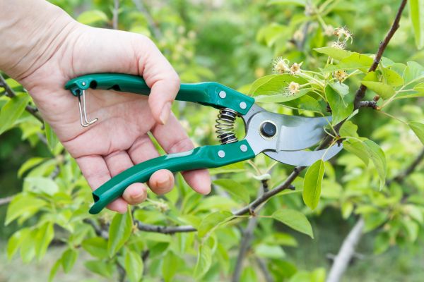 Pear Tree Pruning in Salisbury