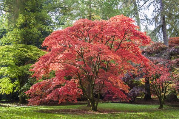 Japanese Maple Pruning in Salisbury