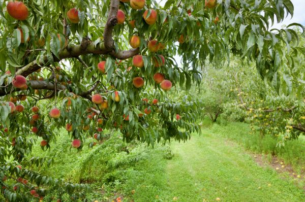 Peach Tree Pruning in Salisbury