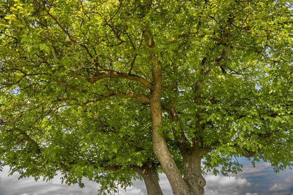 Walnut Tree Trimming in Salisbury