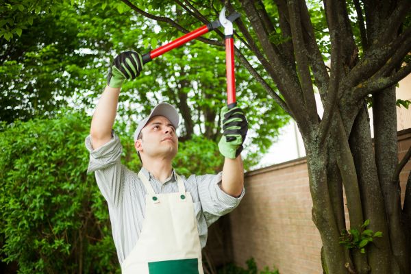 Tree Limb Pruning in Salisbury