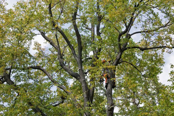 Tree Crown Shaping in Salisbury