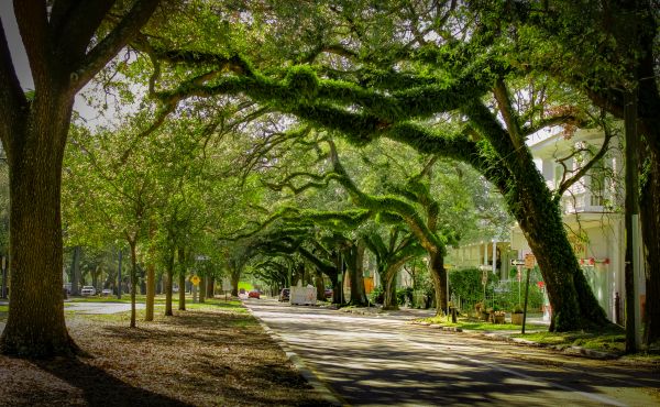 Tree Canopy Thinning in Salisbury