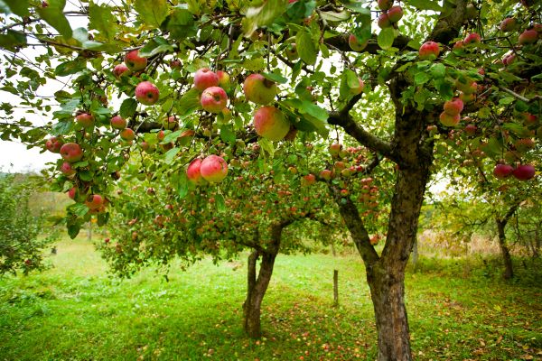 Apple Tree Pruning in Salisbury