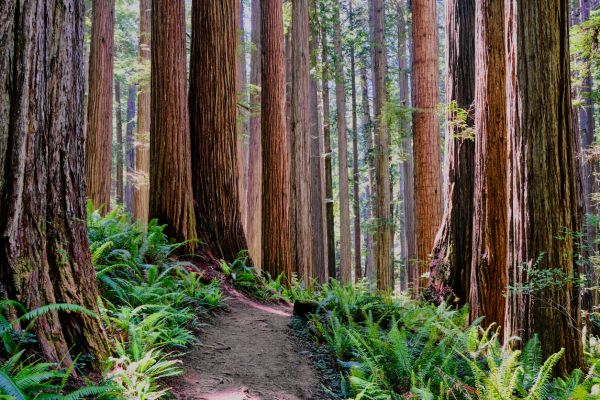 Redwood Tree Trimming in Salisbury
