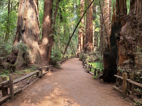 Redwood Tree Pruning in Salisbury