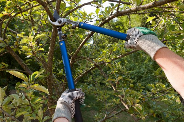 Residential Tree Pruning in Salisbury