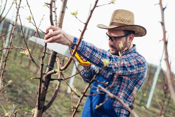Orchard Tree Pruning in Salisbury