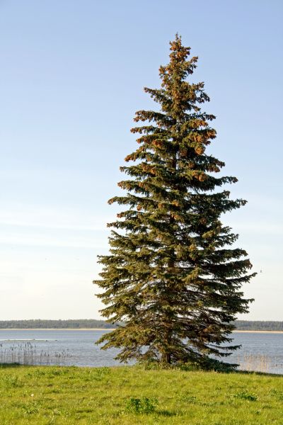 Spruce Tree Pruning in Salisbury