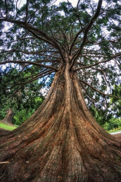 Cedar Tree Pruning in Salisbury