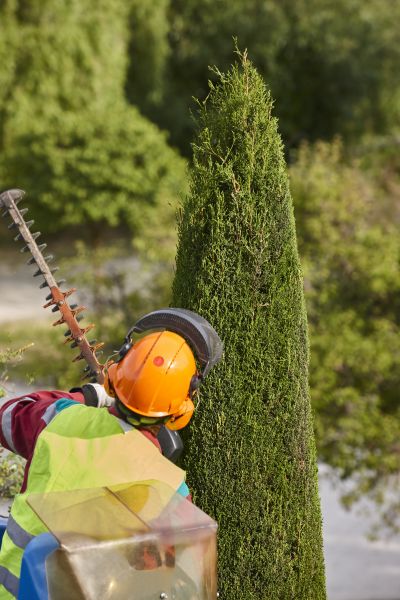 Cypress Tree Trimming in Salisbury
