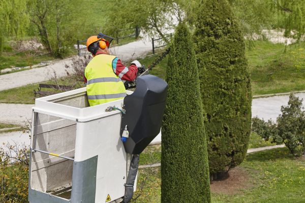 Cypress Tree Pruning in Salisbury