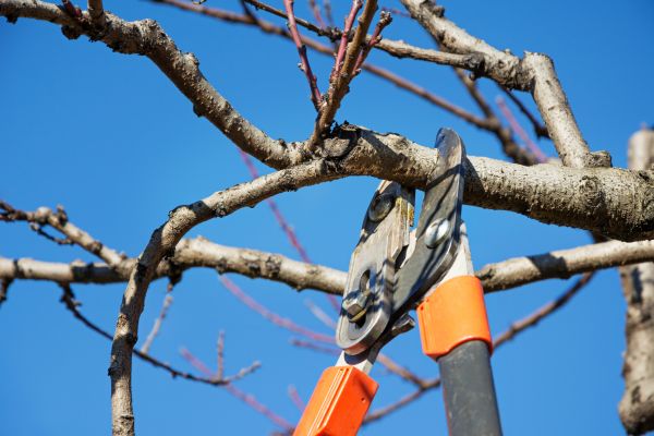 Peach Tree Trimming in Salisbury