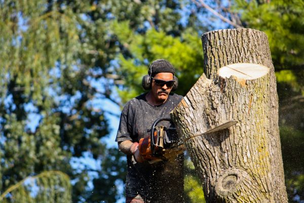 Ash Tree Pruning in Salisbury
