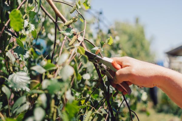 Birch Tree Pruning in Salisbury