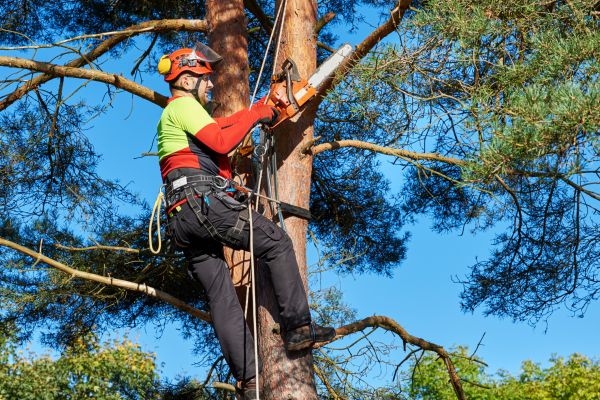 Canopy Pruning in Salisbury