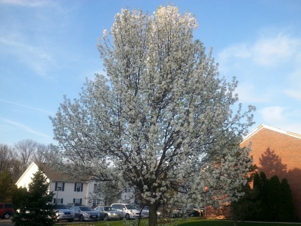 Bradford Pear Tree Pruning in Salisbury