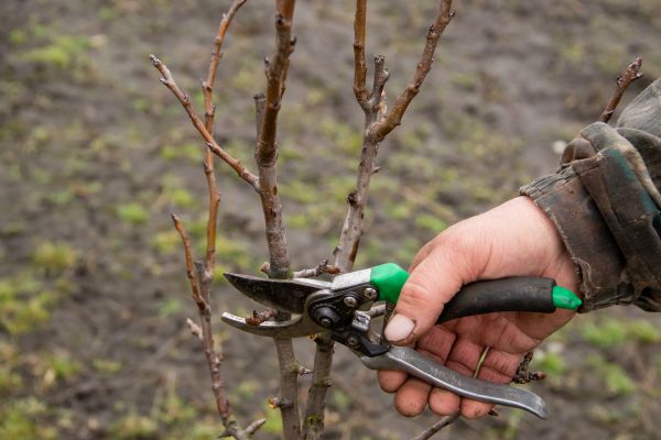 Pear Trees Pruning in Salisbury