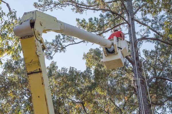 Limbs Trimming in Salisbury