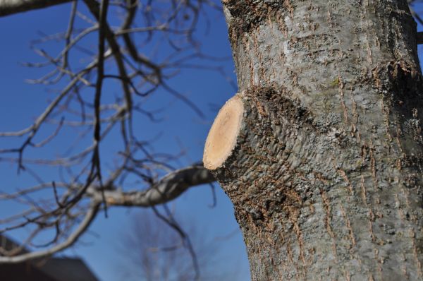 Limb Pruning in Salisbury