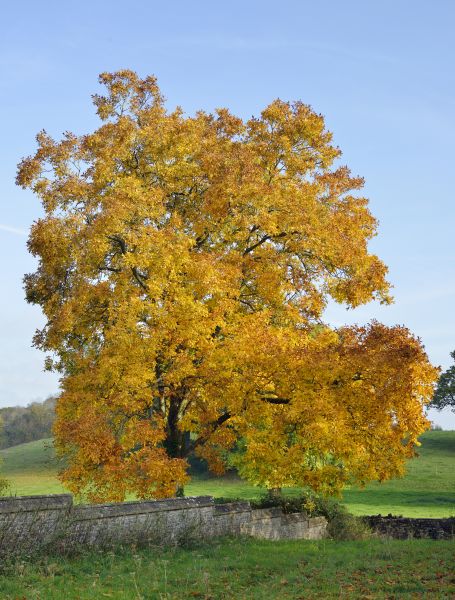 Hickory Tree Trimming in Salisbury