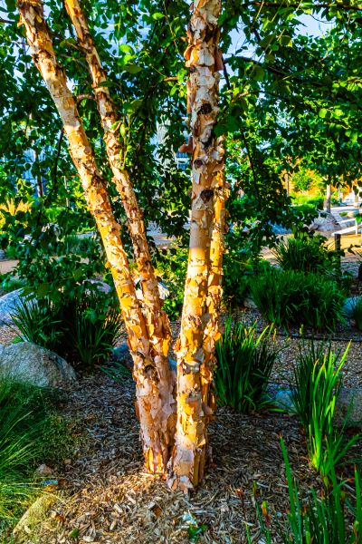 River Birch Trimming in Salisbury