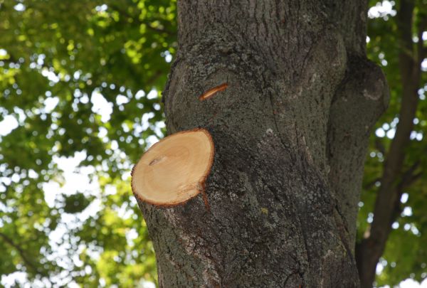Limb Cutting in Salisbury
