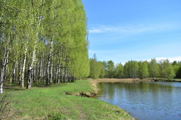 River Birch Pruning in Salisbury