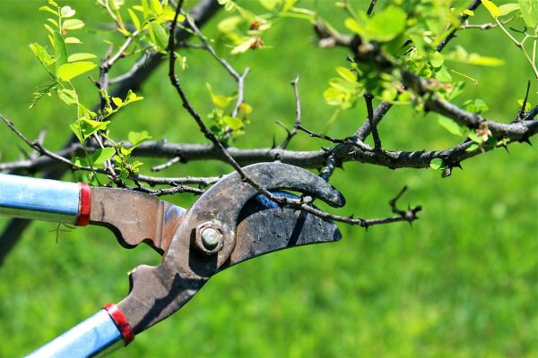 Branches Pruning in Salisbury