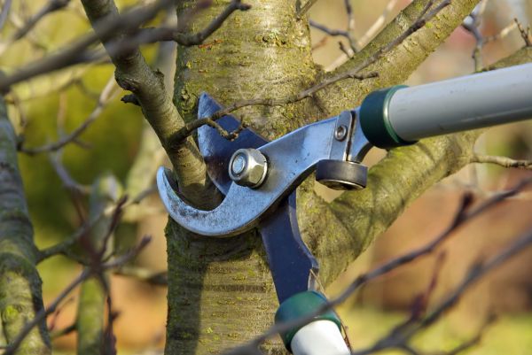 Tree Limb Trimming Service in Salisbury
