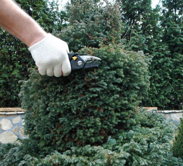 Ornamental Tree Trimming in Salisbury